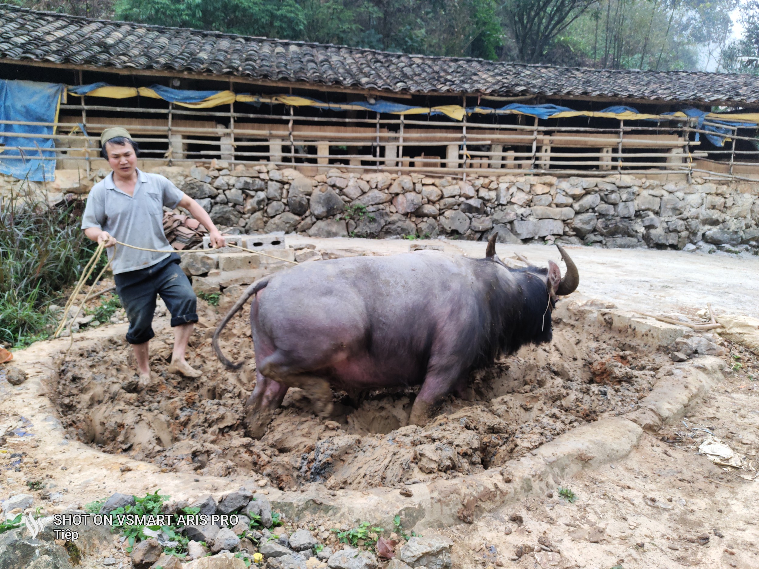 Người dân Lũng Rì dùng trâu để nhào đất làm ngói âm dương